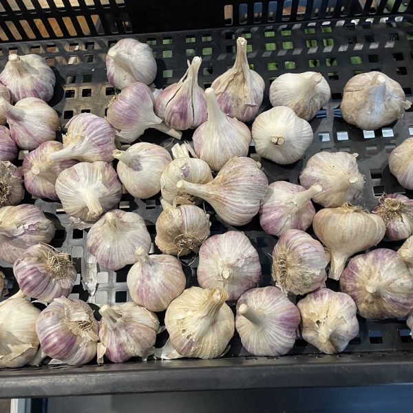 Tree-to-Me-garlic