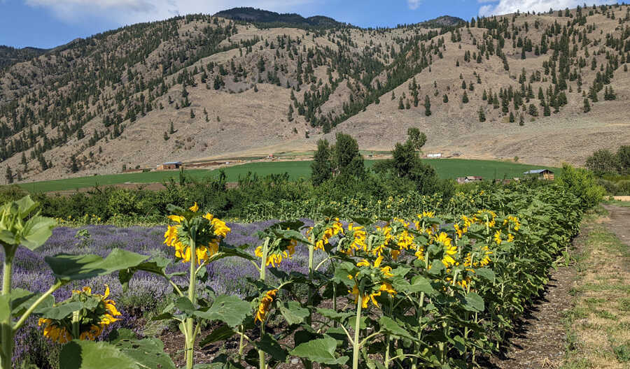 Plan around cherry, peach, and apple seasons. Visit in fruit season — roughly June through October — for the widest selection of farm stands. The Similkameen Valley fruit season runs roughly June through October along Highway 3, BC. Cherry season peaks in late June; peaches and apricots run July through August; apples carry through to October.