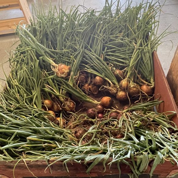 SS-produce-garlic