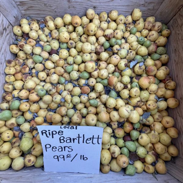 Sandersons-Pears