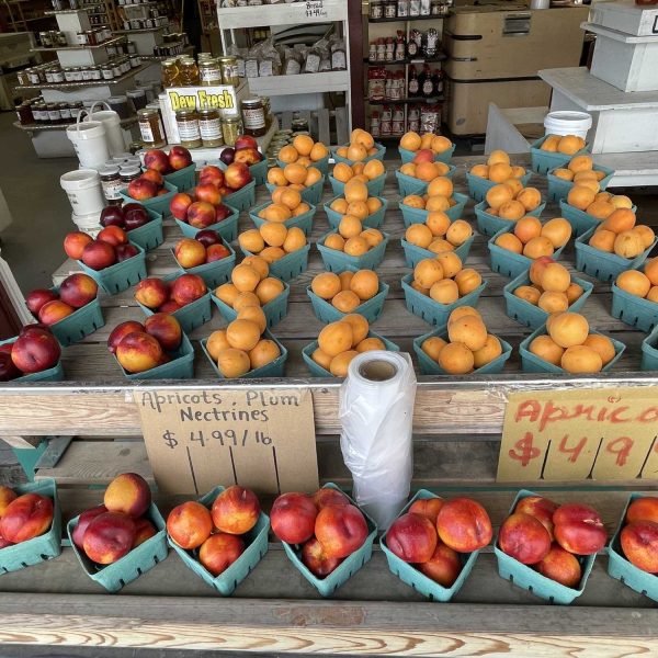 Sandersons-apricots-nectrines