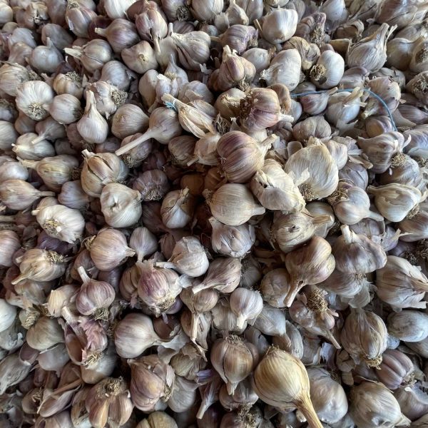 Sandersons-garlic