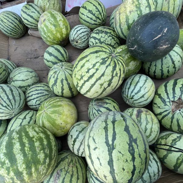 Sandersons-melons