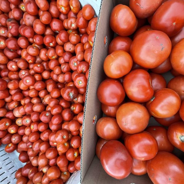 Sandersons-tomatoes