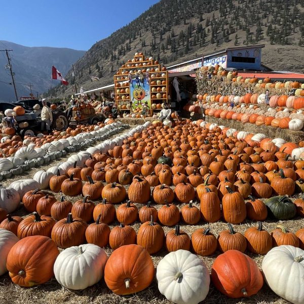 Peach-King-fall-display