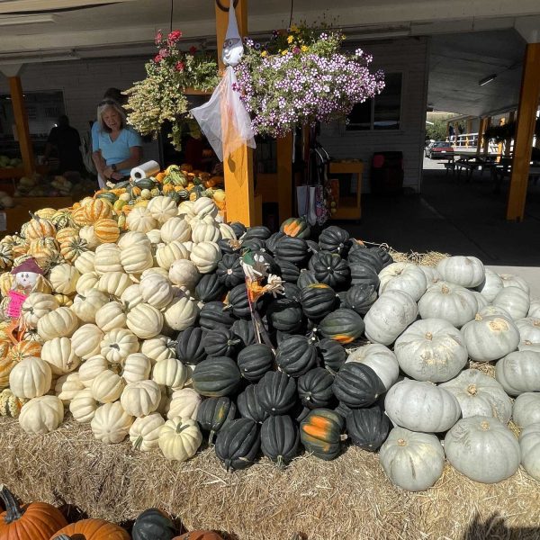 Peach-King-squash