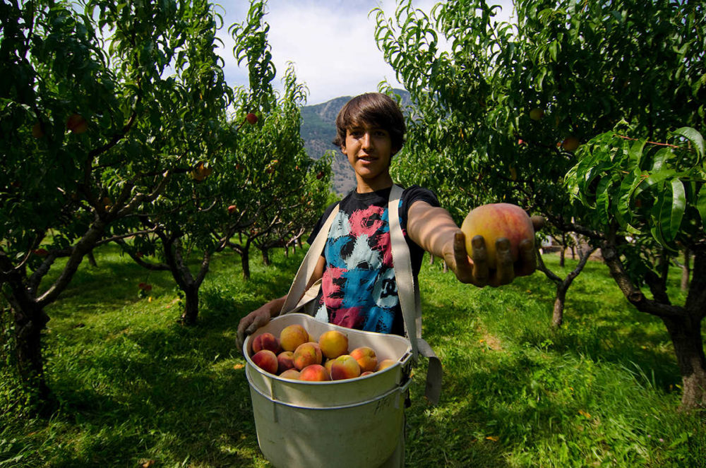 Orchards full of goodness