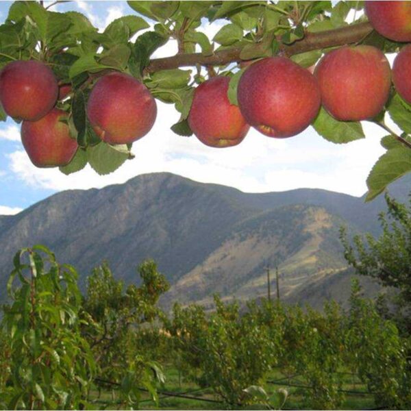 Blush Lane Organic Orchard
