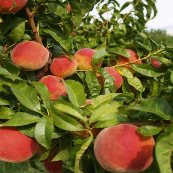 Blush Lane Organic Orchard
