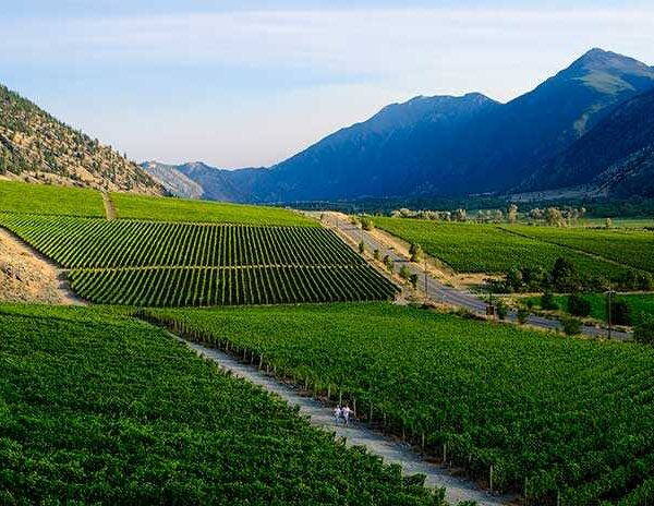 Vineyard