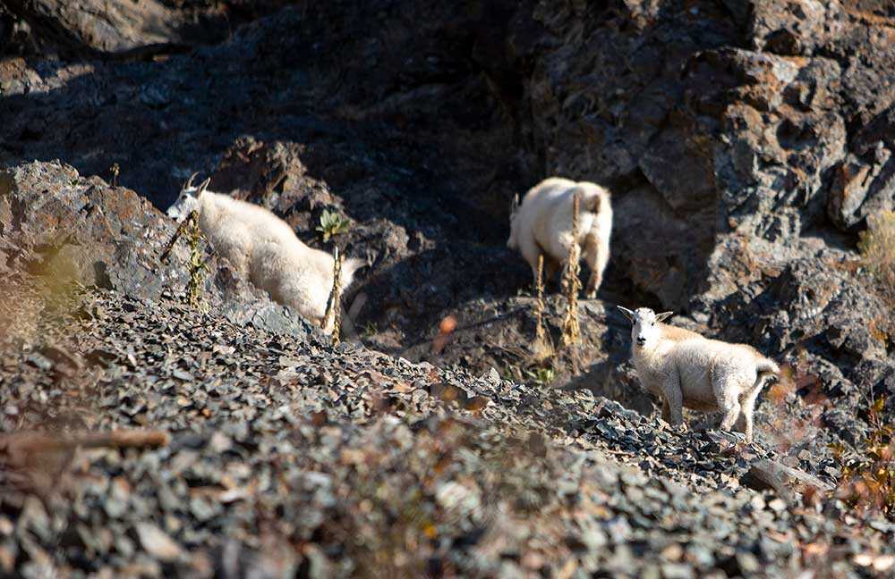 Mountain goats can be found throughout the valley