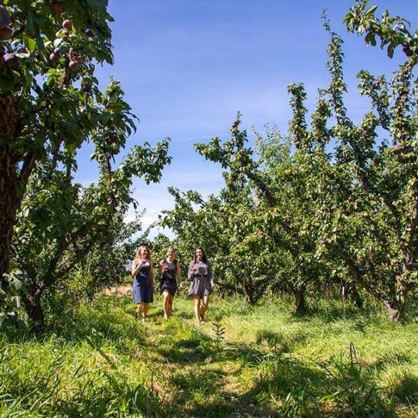 Twisted Hills Cidery