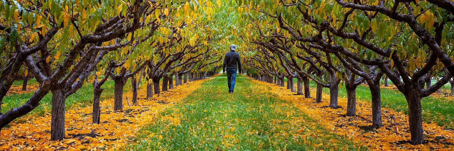 Fall orchard