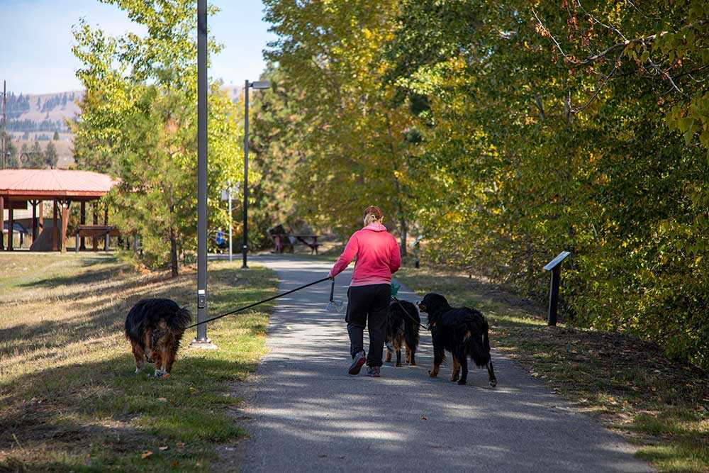 Lady walking dogs through a park in the Similkameen Valley.