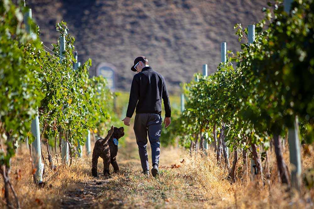 dog in winery in the Similkameen Valley.