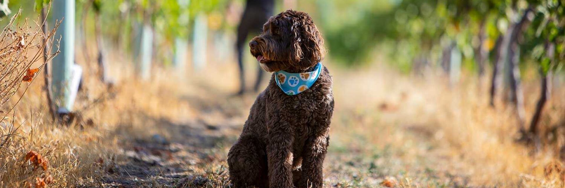 Dog sitting in vineyard road
