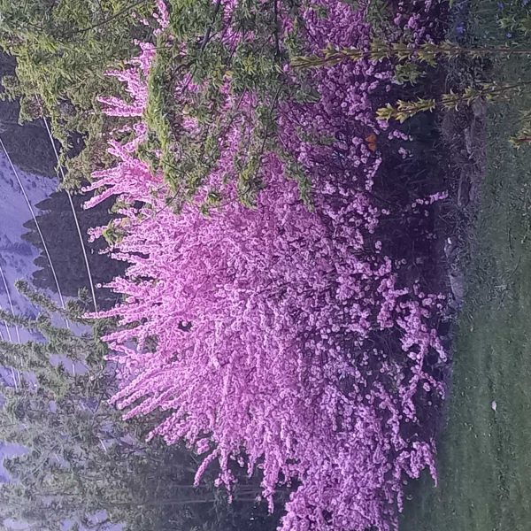 Byzantium-Blossoms-PINK