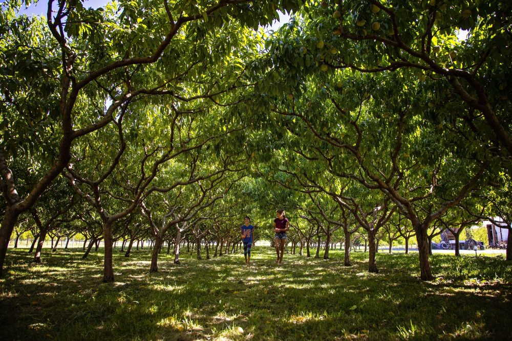 Children run through a peach orchard in the Similkameen Valley, reflecting the family farms, fruit harvests and agricultural traditions that define the region.