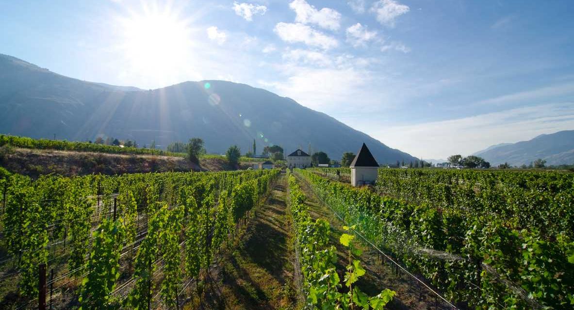 Vineyard rows stretch across the Similkameen Valley in British Columbia, where rugged mountains, sunny slopes and mineral-rich soils shape one of Canada’s most distinctive wine regions.