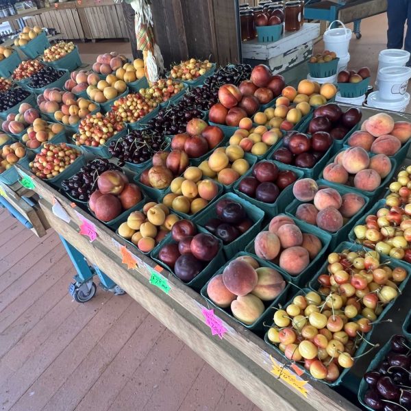 Bears-Fruit-Stand-Cherries-Peaches-Apricots