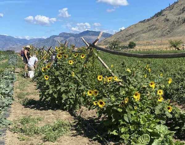 sunflowers