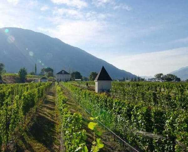 Wnery vineyard - sip the Similkameen