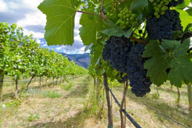 Similkameen Terroir
