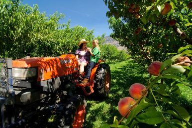 Fruit Stands and Orchards - Similkameen Valley